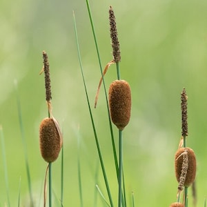 BUY 2 GET 1 FREE Dwarf Cattail, Graceful (Dwarf)-Live Aquatic Marginal Starter Plant for Water Gardens, Ponds and Aquascapes