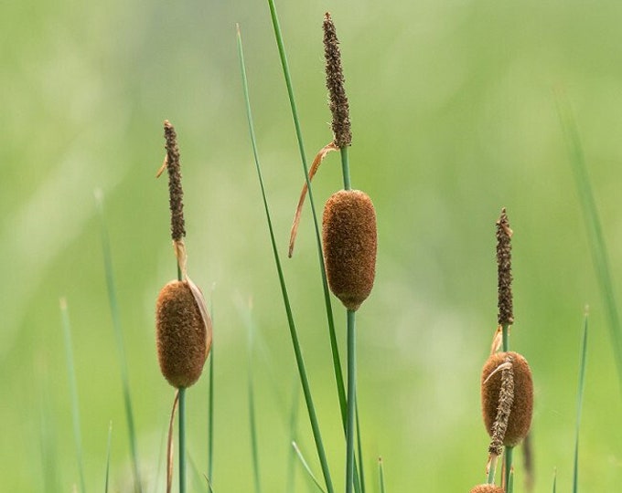 Cattails, Live Pond Plants - Etsy