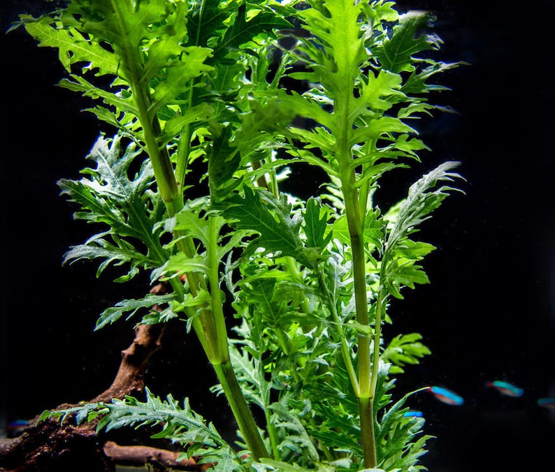 3 Easy Beginner Plants Pack of 3 SpeciesEasy Live Aquarium Pond Aquatic Plant image 6