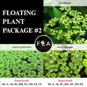 BUY 2 GET 1 FREE Duckweed, Azolla, Spangles - 3 Plants Pack - Easy Live Aquarium Pond Aquatic Plant