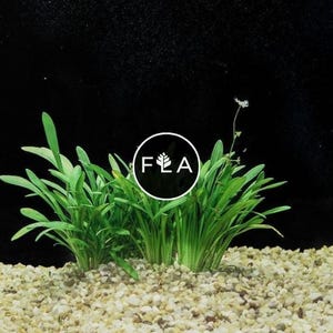 BUY 2 GET 1 FREE Dwarf Sagittaria (Sagittaria subulata)-Easy Live Aquarium Pond Aquatic Plant