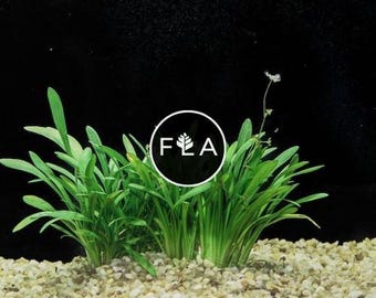 BUY 2 GET 1 FREE Dwarf Sagittaria (Sagittaria subulata)-Easy Live Aquarium Pond Aquatic Plant
