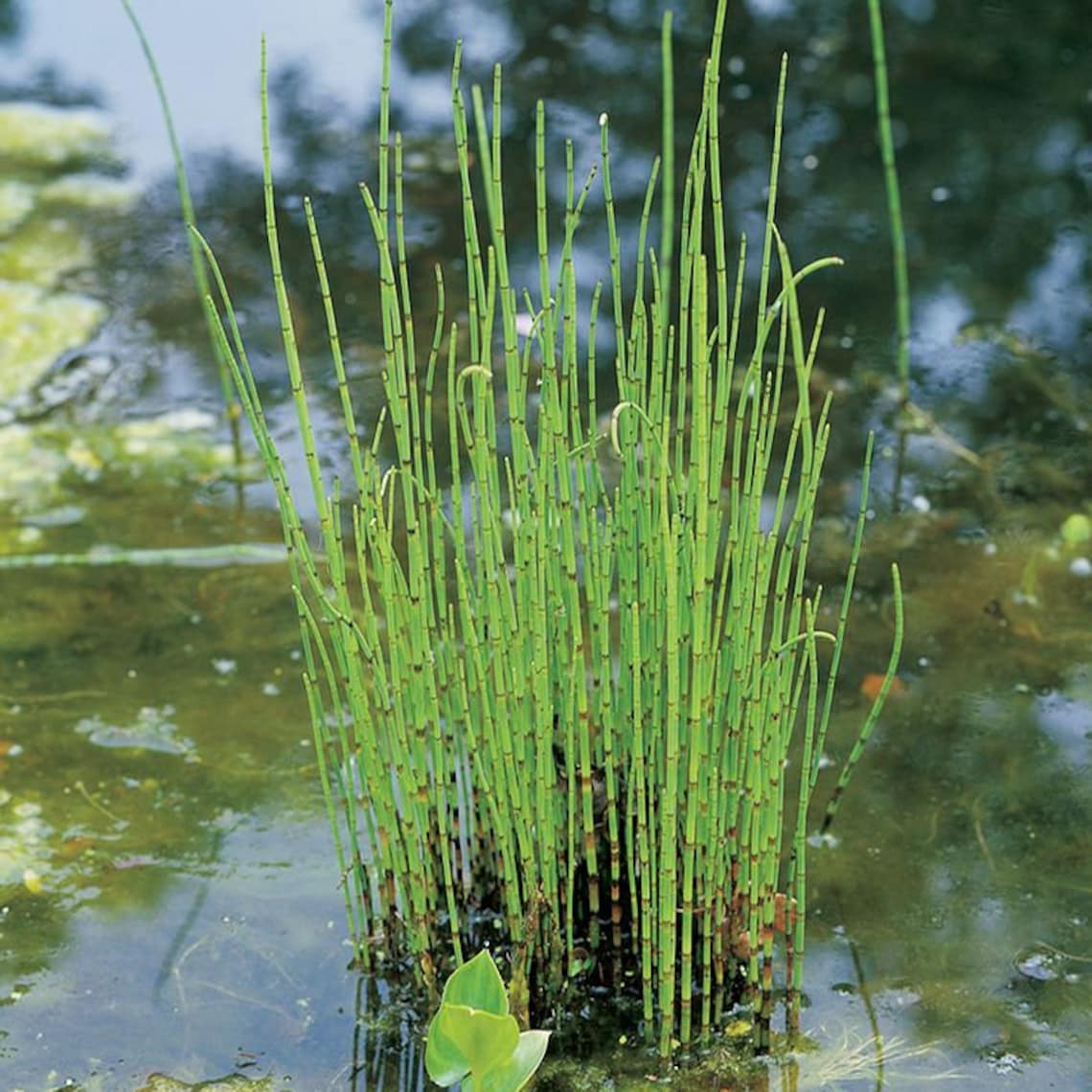 BUY 2 GET 1 FREE Horsetail Rush! (equisetum Hyemale)-live Aquatic ...
