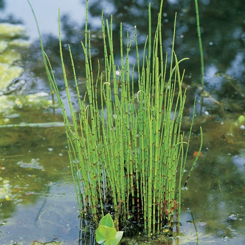 Horsetail Rush equisetum Hyemalelive Aquatic Marginal Etsy