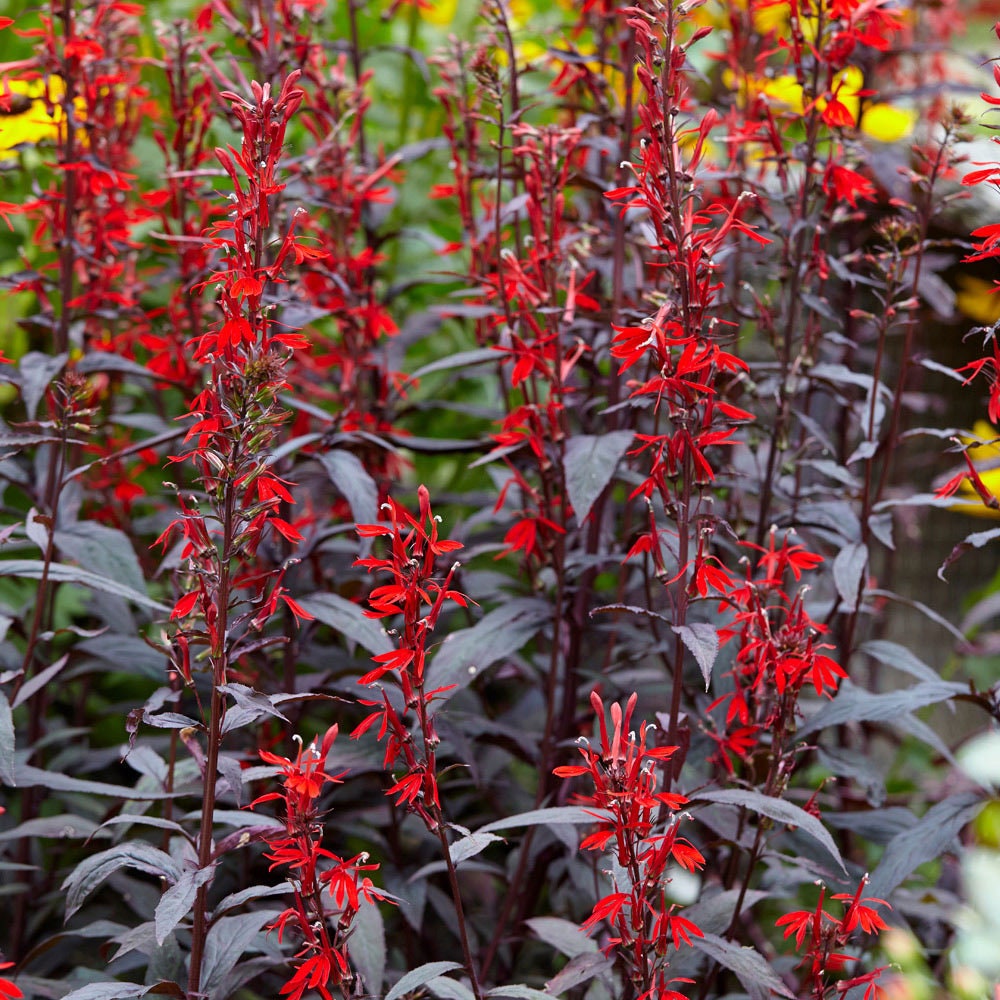 Lobelia Cardinalis 'black Truffle' Live Aquatic Etsy