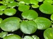 BUY 2 GET 1 FREE Amazon Frogbit (Limnobium Laevigatum) Easy Live Aquarium Pond Aquatic Floating Plant 