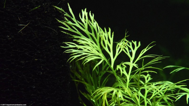 This plant can be grown as a floating plant or rooted in the substrate, offering flexibility in aquascaping. As a floating plant, this provides shade for fish, while when rooted, it creates a dense, bushy appearance in the midground of the tank.
