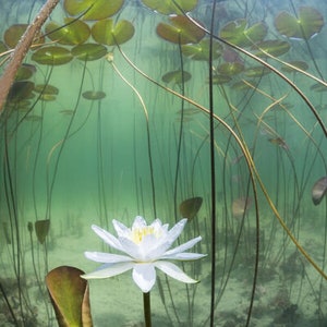 Pu&ograve; includere: Un giglio d'acqua bianco con un centro giallo fiorisce in uno stagno con foglie di ninfea e steli verdi.