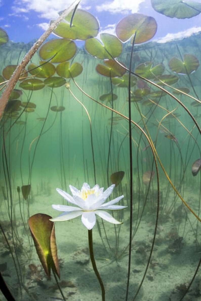 Pu&ograve; includere: Un giglio d'acqua bianco con un centro giallo fiorisce in uno stagno con foglie di ninfea e steli verdi.