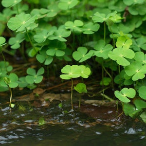 BUY 2 GET 1 FREE Dwarf 4-Leaf Water Clover Marsilea CrenataEasy Live Aquarium Pond Aquatic Plant image 3