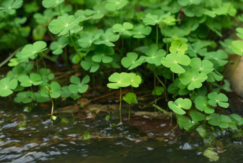 BUY 2 GET 1 FREE Dwarf 4-Leaf Water Clover Marsilea CrenataEasy Live Aquarium Pond Aquatic Plant image 3