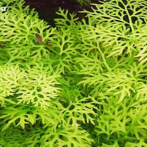 Water Sprite (Indian Fern) is perfect for breeding tanks, as its dense foliage offers ample hiding spots for fry and small fish. The intricate leaves also provide great shelter for shrimp, helping them feel secure and promoting a healthy ecosystem.