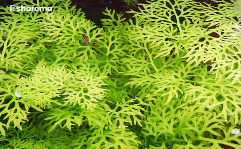 Water Sprite (Indian Fern) is perfect for breeding tanks, as its dense foliage offers ample hiding spots for fry and small fish. The intricate leaves also provide great shelter for shrimp, helping them feel secure and promoting a healthy ecosystem.