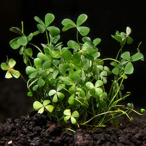 BUY 2 GET 1 FREE Dwarf 4-Leaf Water Clover (Marsilea Crenata)-Easy Live Aquarium Pond Aquatic Plant