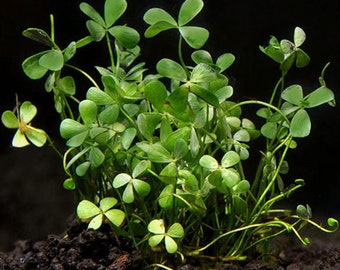 BUY 2 GET 1 FREE Dwarf 4-Leaf Water Clover (Marsilea Crenata)-Easy Live Aquarium Pond Aquatic Plant