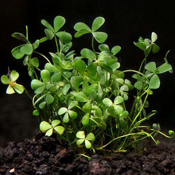 Four Leaf Clover  Pond Plants Online