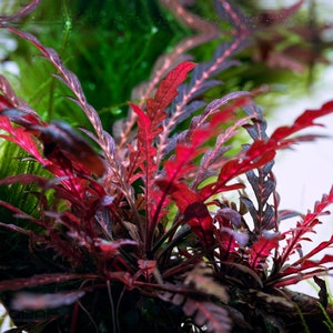 BUY 2 GET 1 FREE Hygrophila Pinnatifida-Easy Live Aquarium Pond Aquatic Plant image 1