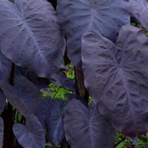 Taro 'Black Magic' works well in large containers, making it a versatile plant for patios, water features, or as a focal point in garden borders. Its dark foliage creates a striking backdrop for lighter-colored flowers.