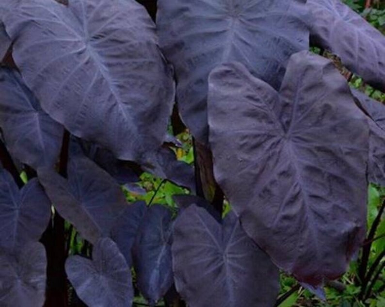 Taro 'Black Magic' works well in large containers, making it a versatile plant for patios, water features, or as a focal point in garden borders. Its dark foliage creates a striking backdrop for lighter-colored flowers.