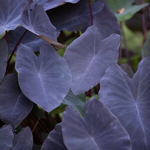 Taro 'Black Magic' is a natural choice for tropical landscapes, paired with other moisture-loving plants like cannas, elephant ears, and papyrus. Its rich, dark leaves create an exotic, jungle-like atmosphere.