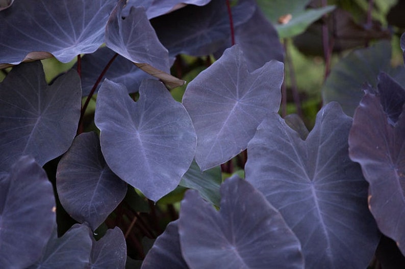 Taro 'Black Magic' is a natural choice for tropical landscapes, paired with other moisture-loving plants like cannas, elephant ears, and papyrus. Its rich, dark leaves create an exotic, jungle-like atmosphere.