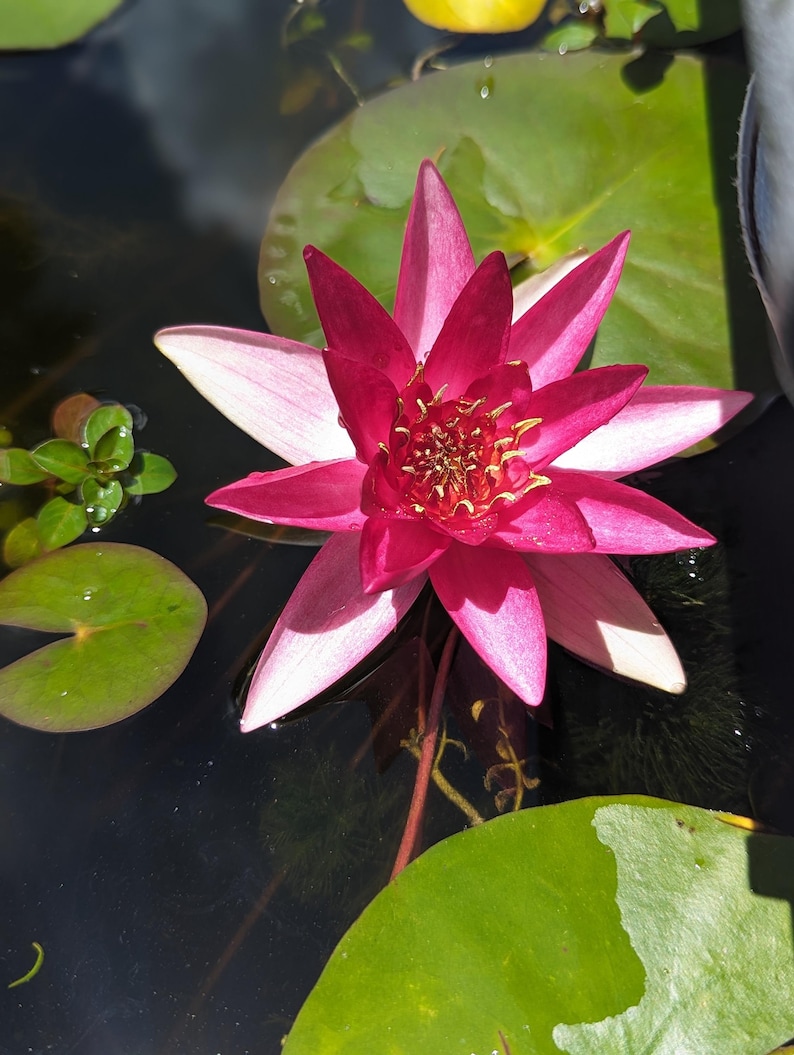 Florida Aquascaping Nymphaea Water Lily
