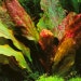 see more listings in the Submersible Plants section