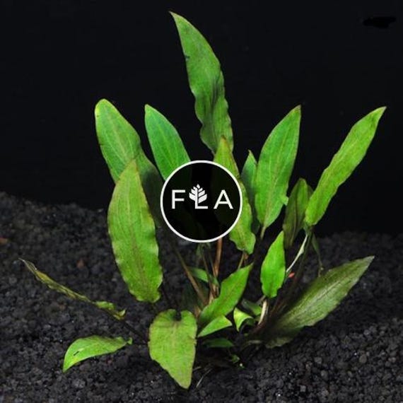 BUY 2 GET 1 FREE Cryptocoryne Wendtii 'Green'-Easy Live Aquarium Pond Aquatic Plant