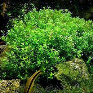 BUY 2 GET 1 FREE Pearlweed Hemianthus MicranthemoidesEasy Live Aquarium Pond Aquatic Plant image 2