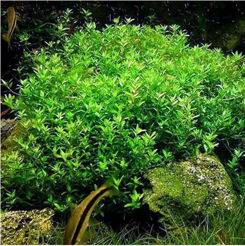 BUY 2 GET 1 FREE Pearlweed Hemianthus MicranthemoidesEasy Live Aquarium Pond Aquatic Plant image 2