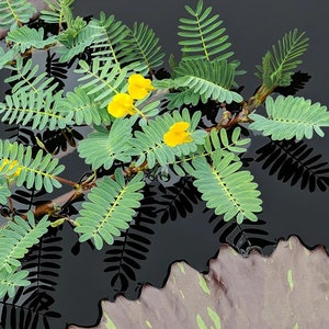 May include: Yellow flowers with green leaves floating on a dark water surface. The leaves are reflected in the water.