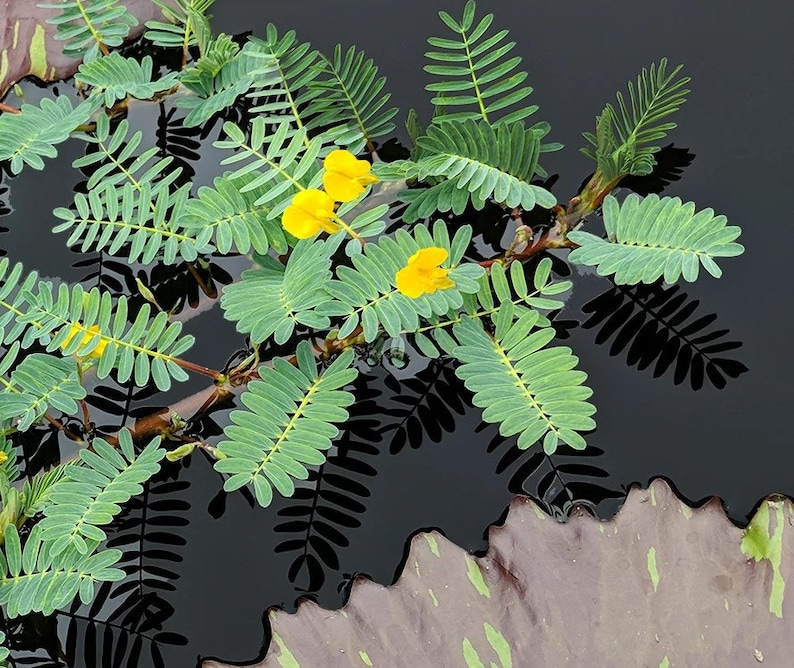 May include: Yellow flowers with green leaves floating on a dark water surface. The leaves are reflected in the water.