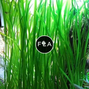 BUY 2 GET 1 FREE Jungle Val (Vallisneria Americana)-Easy Live Aquarium Pond Aquatic Plant