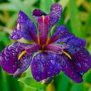 Iris 'Black Gamecock' (Louisiana Iris) enhances the overall design of water gardens with its unique, deep-colored flowers. Its elegant appearance complements other aquatic plants and creates a cohesive, attractive garden layout.