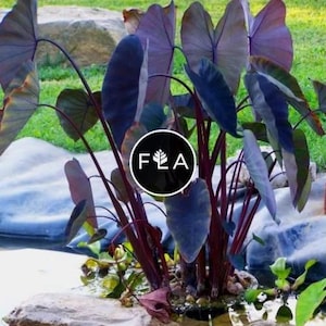 vriesea plants Bromeliad Vriesea Albertina Maroon Houseplant with Planter - Small (tall) Gold Planter