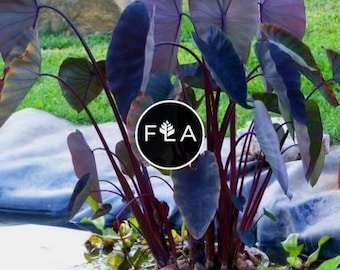 BUY 2 GET 1 FREE Taro 'Black Magic'! (Colocasia esculenta)-Live Aquatic Marginal Starter Plant for Water Gardens, Ponds and Aquascapes