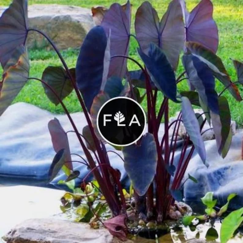 ¡COMPRA 2 Y LLÉVATE 1 GRATIS de Taro 'Black Magic' (Colocasia esculenta)! Planta acuática viva para jardines acuáticos, estanques y acuarios. imagen 1
