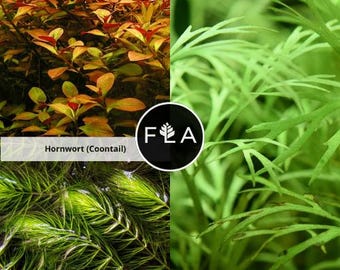COMPRA 2 Y LLÉVATE 1 GRATIS: 3 plantas fáciles para principiantes (paquete de 3 especies) - Plantas acuáticas vivas fáciles de mantener para acuarios y estanques.