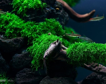 Christmas Moss Aquatic Plant for Aquariums or Ponds — Florida Aquascaping