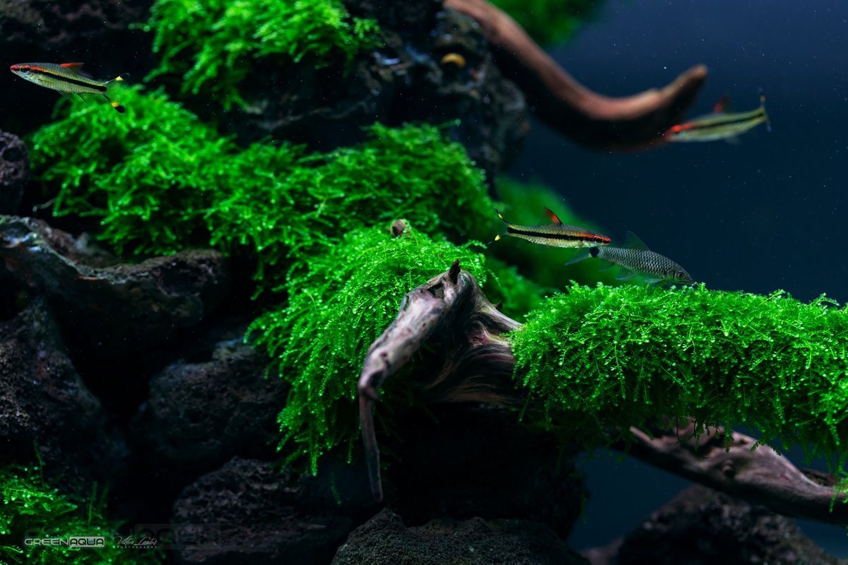 Weeping Moss vesicularia Ferrieieasy Live Aquarium Pond Etsy