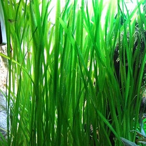 BUY 2 GET 1 FREE Jungle Val (Vallisneria Americana)-Easy Live Aquarium Pond Aquatic Plant