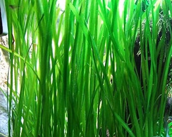 BUY 2 GET 1 FREE Vallisneria Americana - Easy Live Aquarium Pond Aquatic Plant