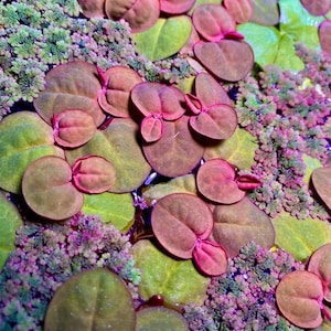 May include: A close-up of a variety of green and red aquatic plants. The plants have round, heart-shaped leaves and are growing in a dense cluster.