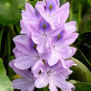 BUY 2 GET 1 FREE Water Hyacinth (Pontederia crassipes)-Easy Live Aquarium Pond Aquatic Plant image 5