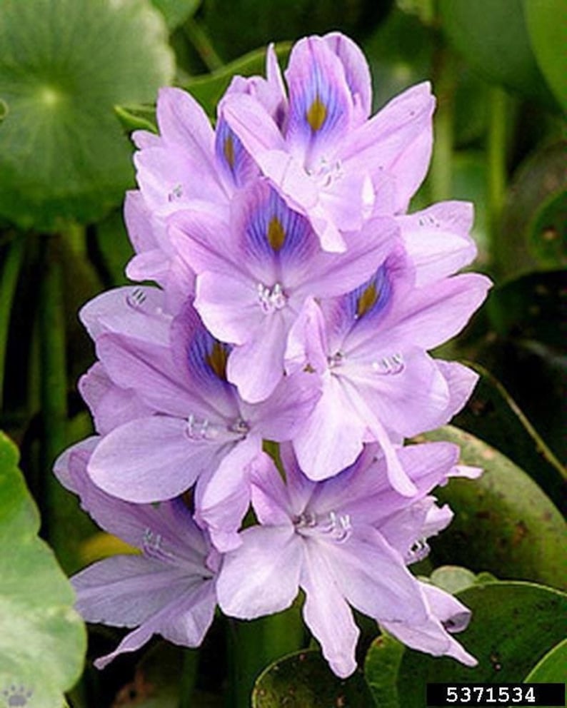 BUY 2 GET 1 FREE Water Hyacinth (Pontederia crassipes)-Easy Live Aquarium Pond Aquatic Plant image 5