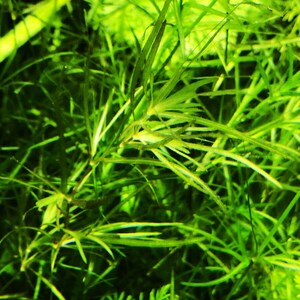 Guppy Grass, thrives in various water conditions and is highly adaptable, making it perfect for beginner aquarists. Its rapid growth rate allows it to fill aquariums quickly, offering cover for small fish and helping maintain a healthy ecosystem.