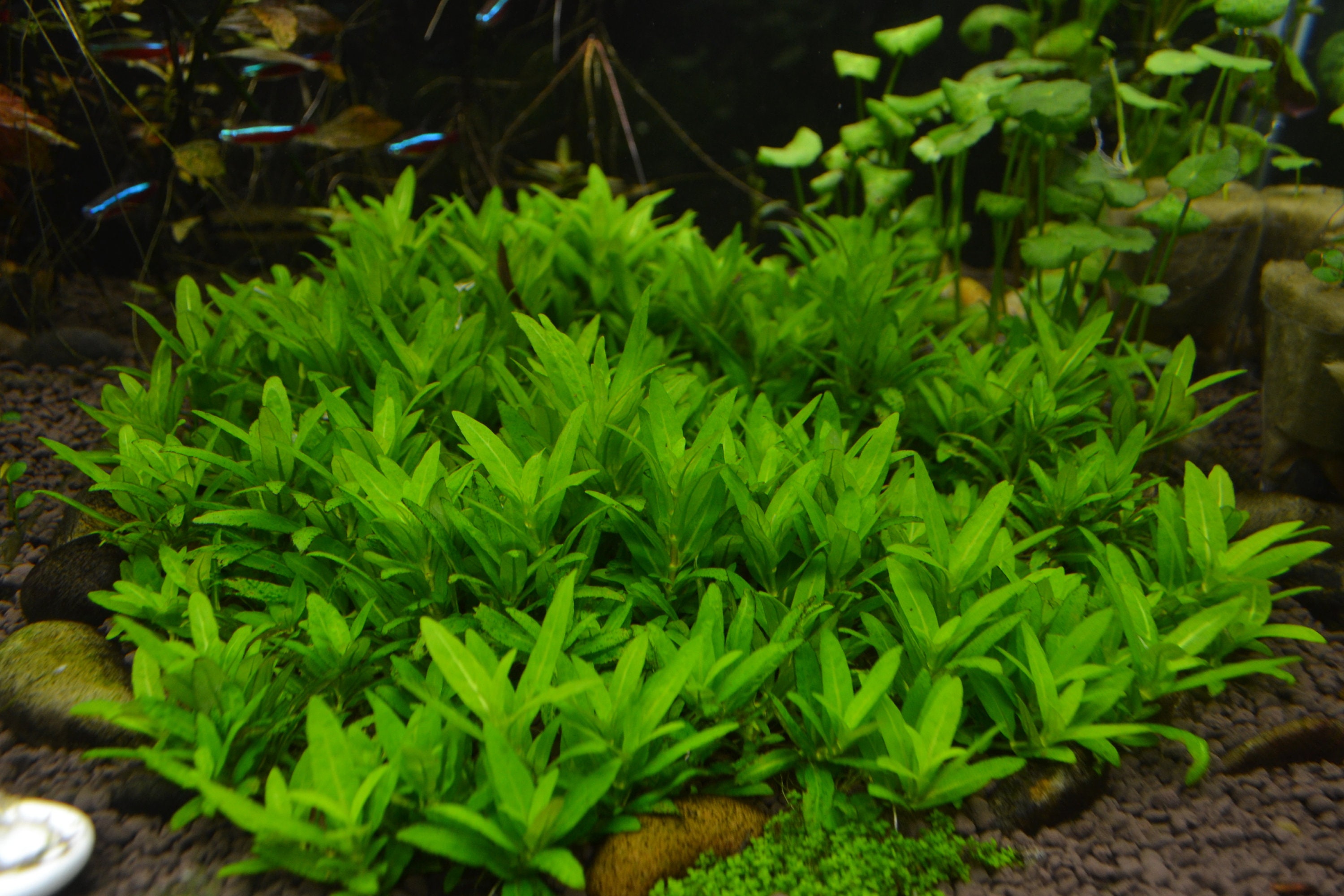 BUY 2 GET 1 FREE Staurogyne Repens-Easy Live Aquarium Pond Aquatic Plant