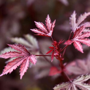 BUY 2 GET 1 FREE Hibiscus Cranberry (Hibiscus acetosella)-Live Aquatic Marginal Starter Plant for Water Gardens, Ponds and Aquascapes