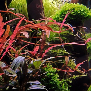 BUY 2 GET 1 FREE Hygrophila Pinnatifida-Easy Live Aquarium Pond Aquatic Plant image 5