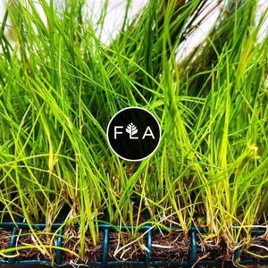 BUY 2 GET 1 FREE Plants on Mats! Dwarf Hair Grass (Eleocharis Parvula) on Weighted Mat-Easy Live Aquarium Pond Aquatic Plant